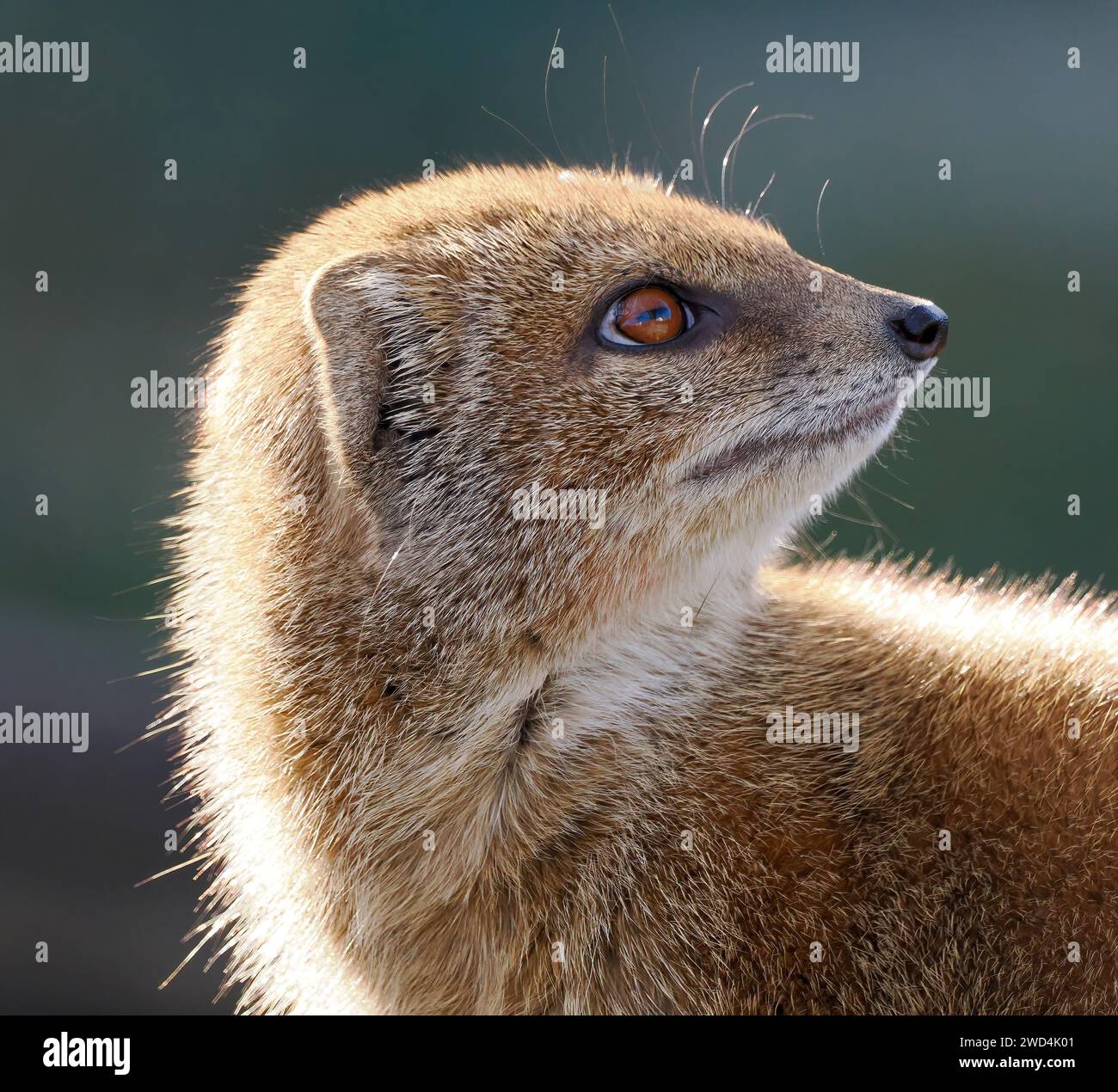 Monguz hi-res stock photography and images - Alamy