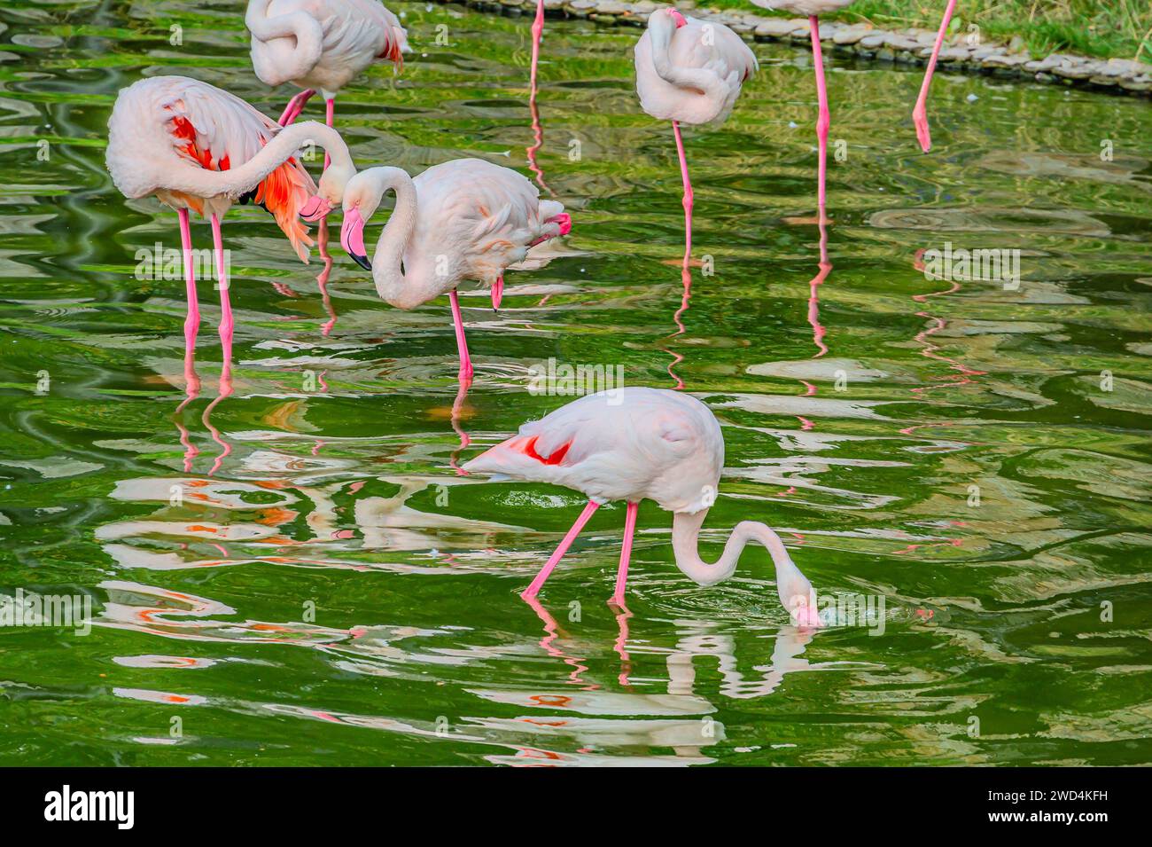 Pink flamingo boat hi-res stock photography and images - Alamy