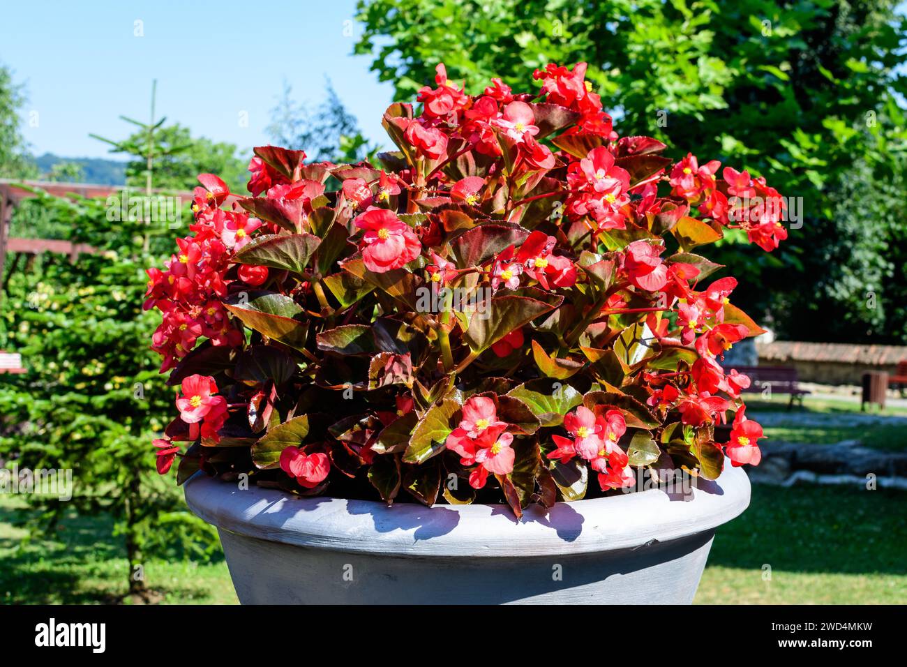 Top view of many red begonia flowers with fresh green leaves in a garden pot in a sunny summer day, perennial flowering plants in the family Begoniace Stock Photo