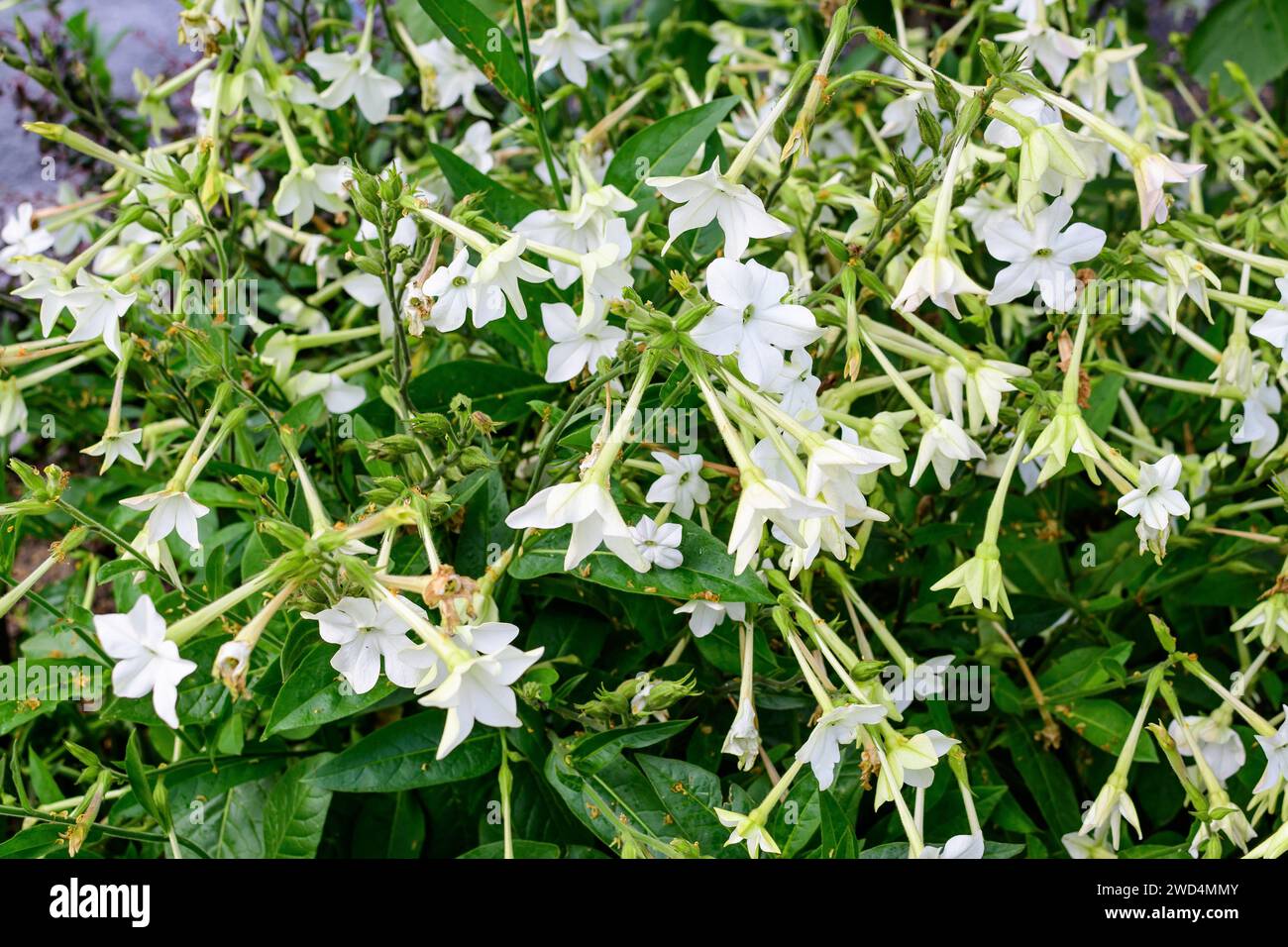 persian tobacco plant Nicotiana alata tobacco plant hi-res stock photography and images