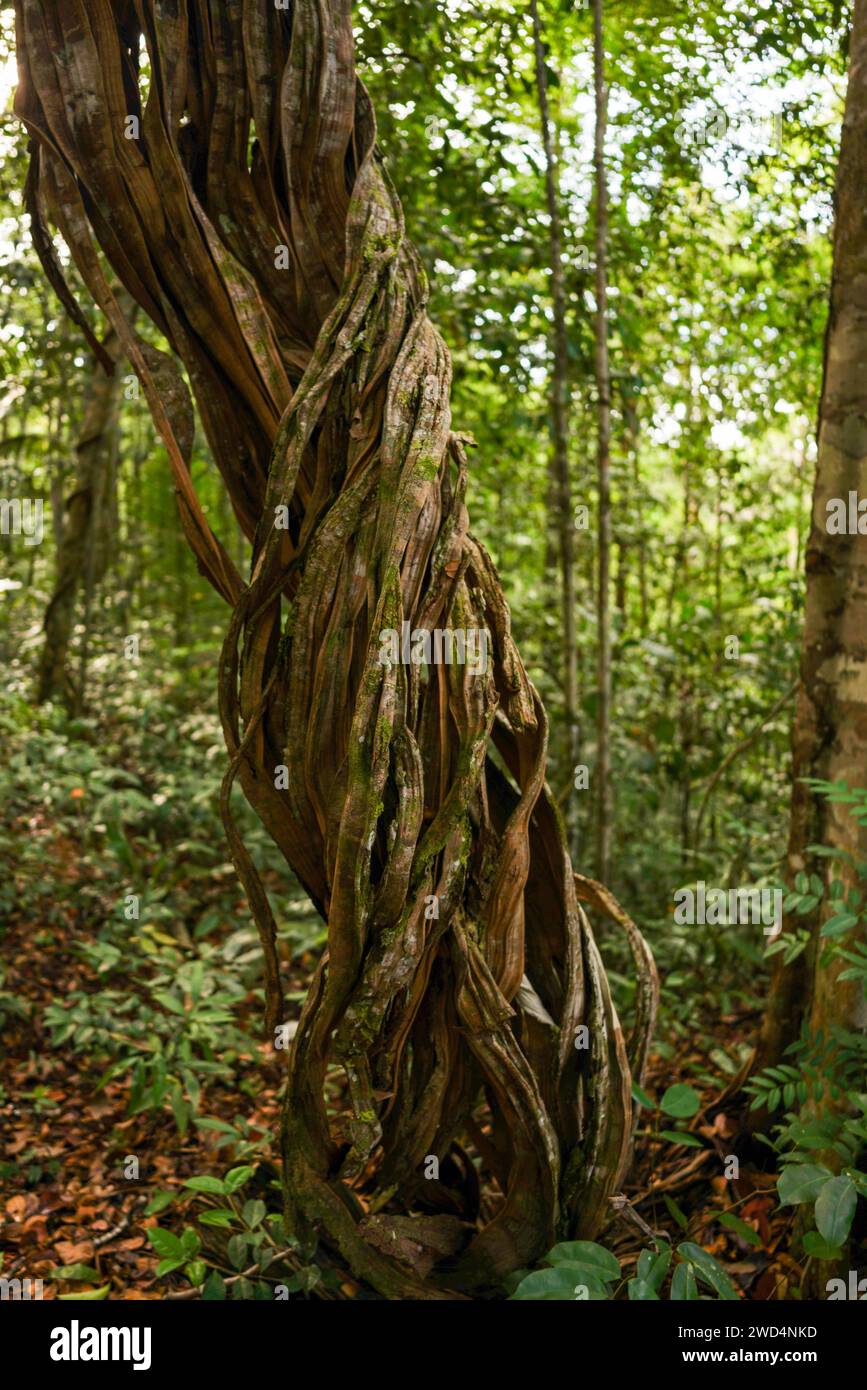 Old liana in the Amazonian forest Stock Photo - Alamy