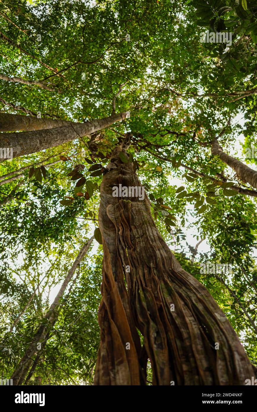Old liana in the Amazonian forest Stock Photo - Alamy