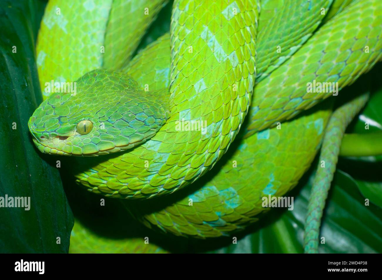 Mexican palm pit viper (Bothriechis rowleyi), San Diego Zoo, Balboa