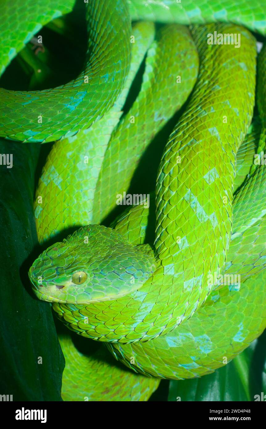 Mexican palm pit viper (Bothriechis rowleyi), San Diego Zoo, Balboa