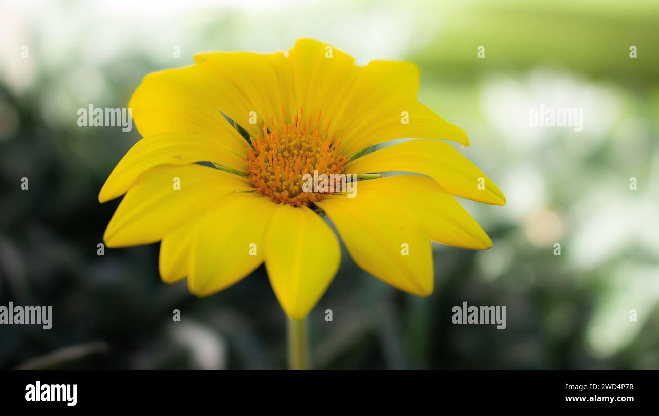 Vibrant orange background hi-res stock photography and images - Alamy