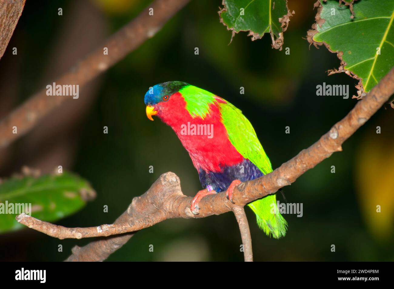 Collared lory (Phigys solitarius), San Diego Zoo, Balboa Park, San
