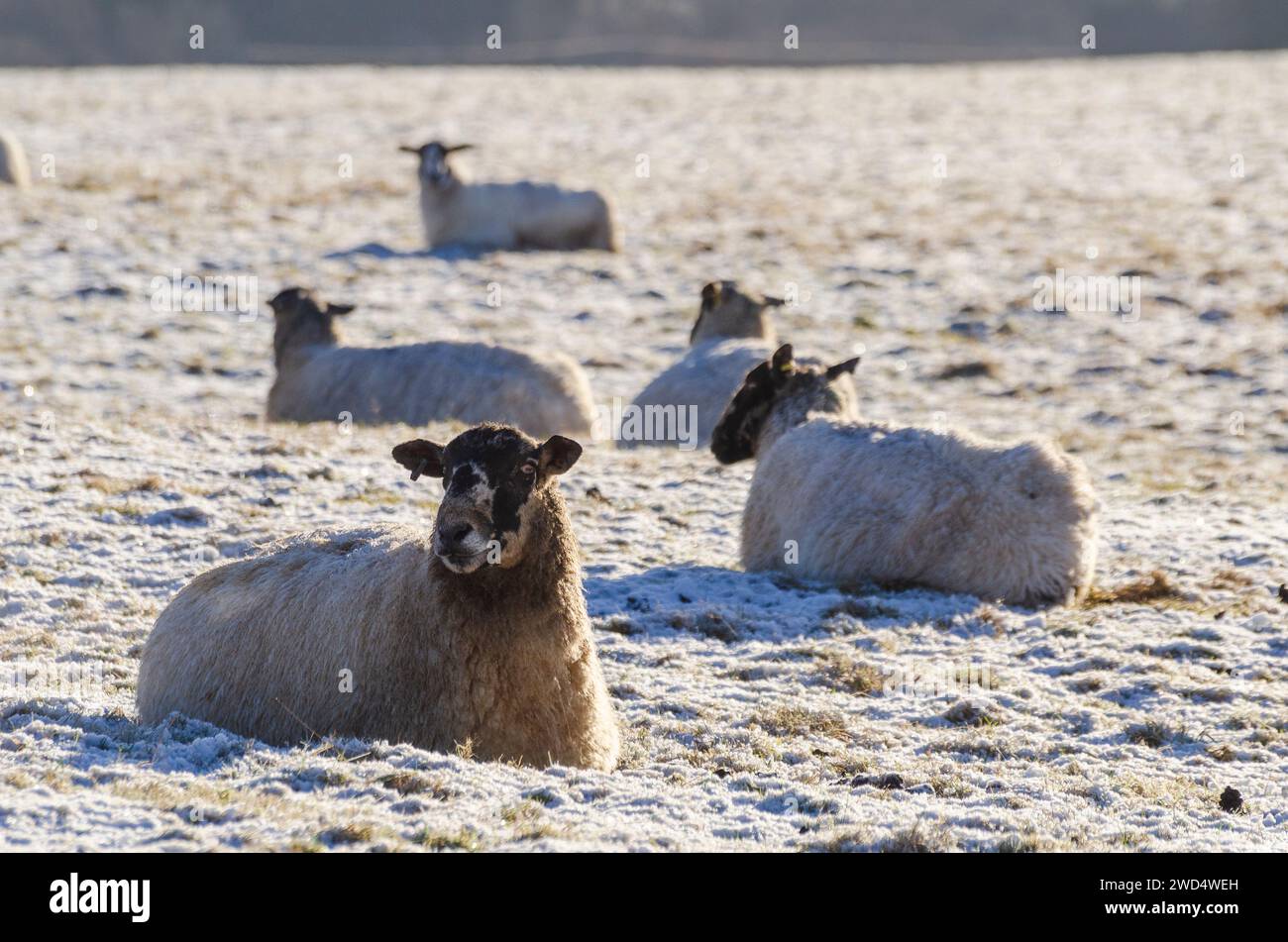 NEAR BEATTOCK, SCOTLAND, UK - 17 January 2024 - Blackface / mixed breed ewes soak up some winter sun amid harsh winter temperatures on a farm in the A Stock Photo