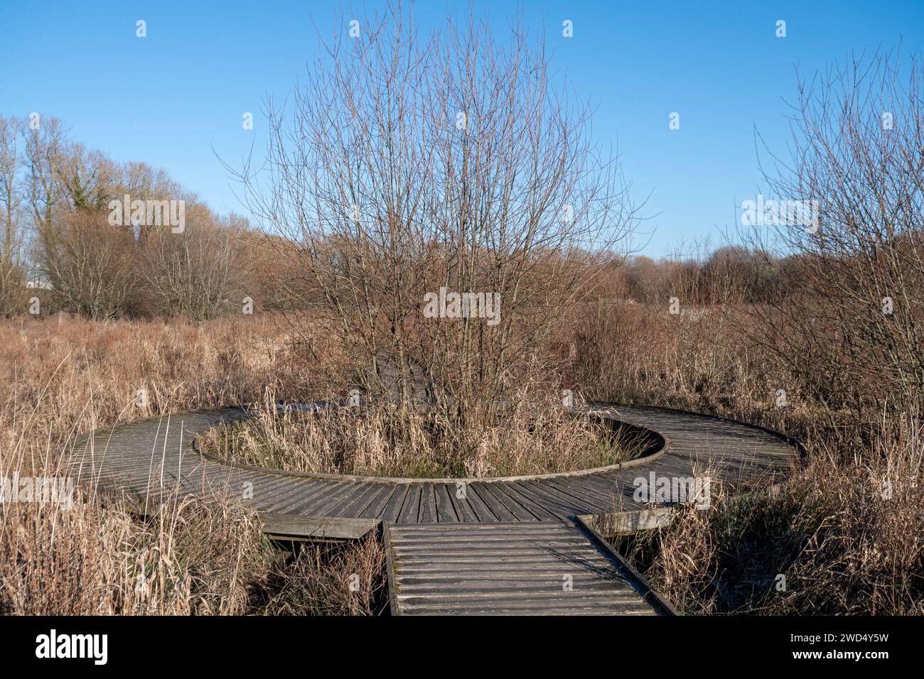 Boardwalk through reedbeds at Riverside Nature Reserve near Guildford, Surrey, England, UK, on a frosty winter day Stock Photo