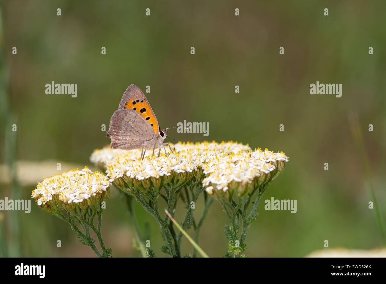 Small Copper butterfly on white flowering plant. Close-up, under the wing. (Lycaena phlaeas) Stock Photo