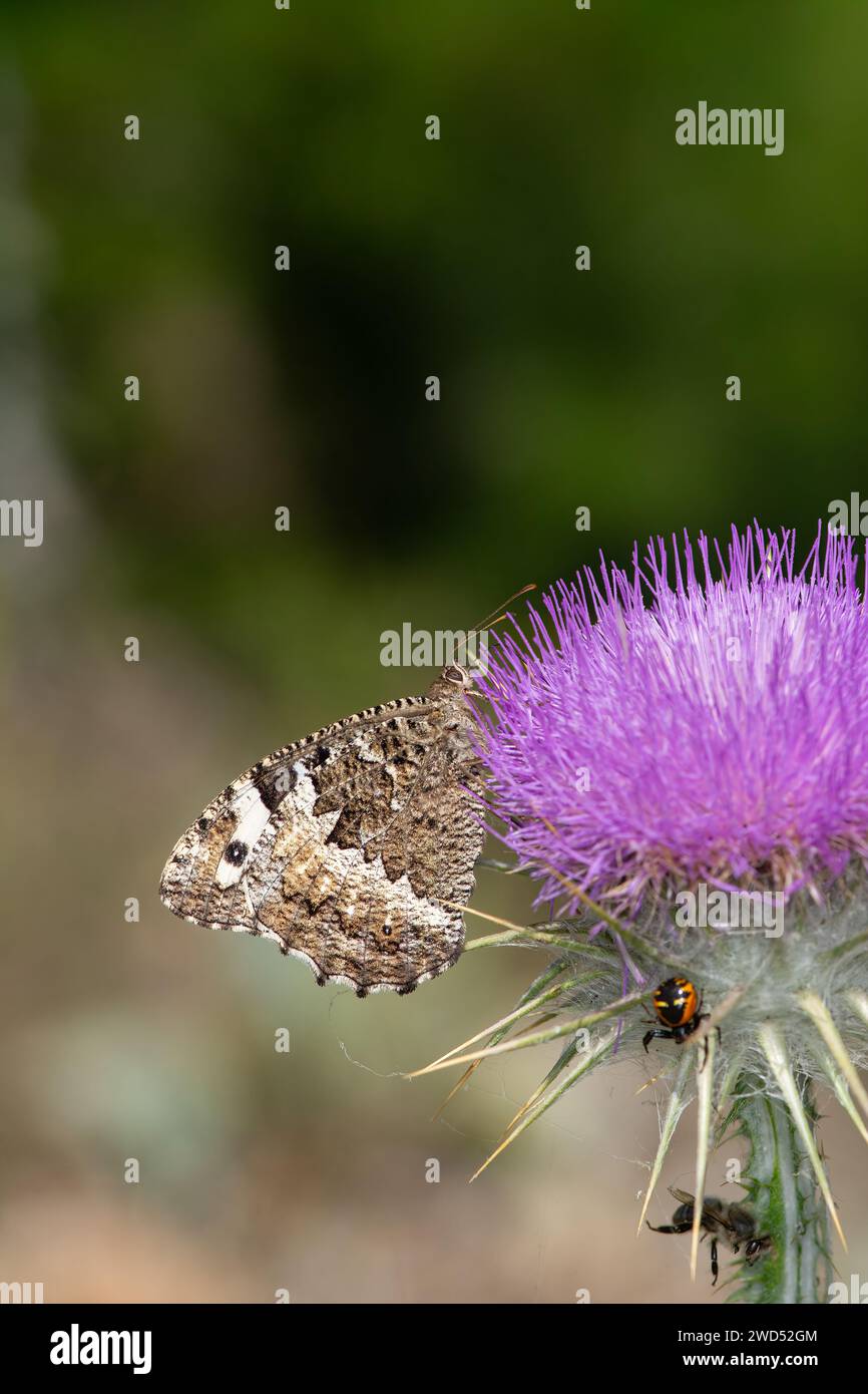 Great Banded Grayling butterfly on purple coloured flower. Close-up, under the wing. (Brintesia circe ) Stock Photo