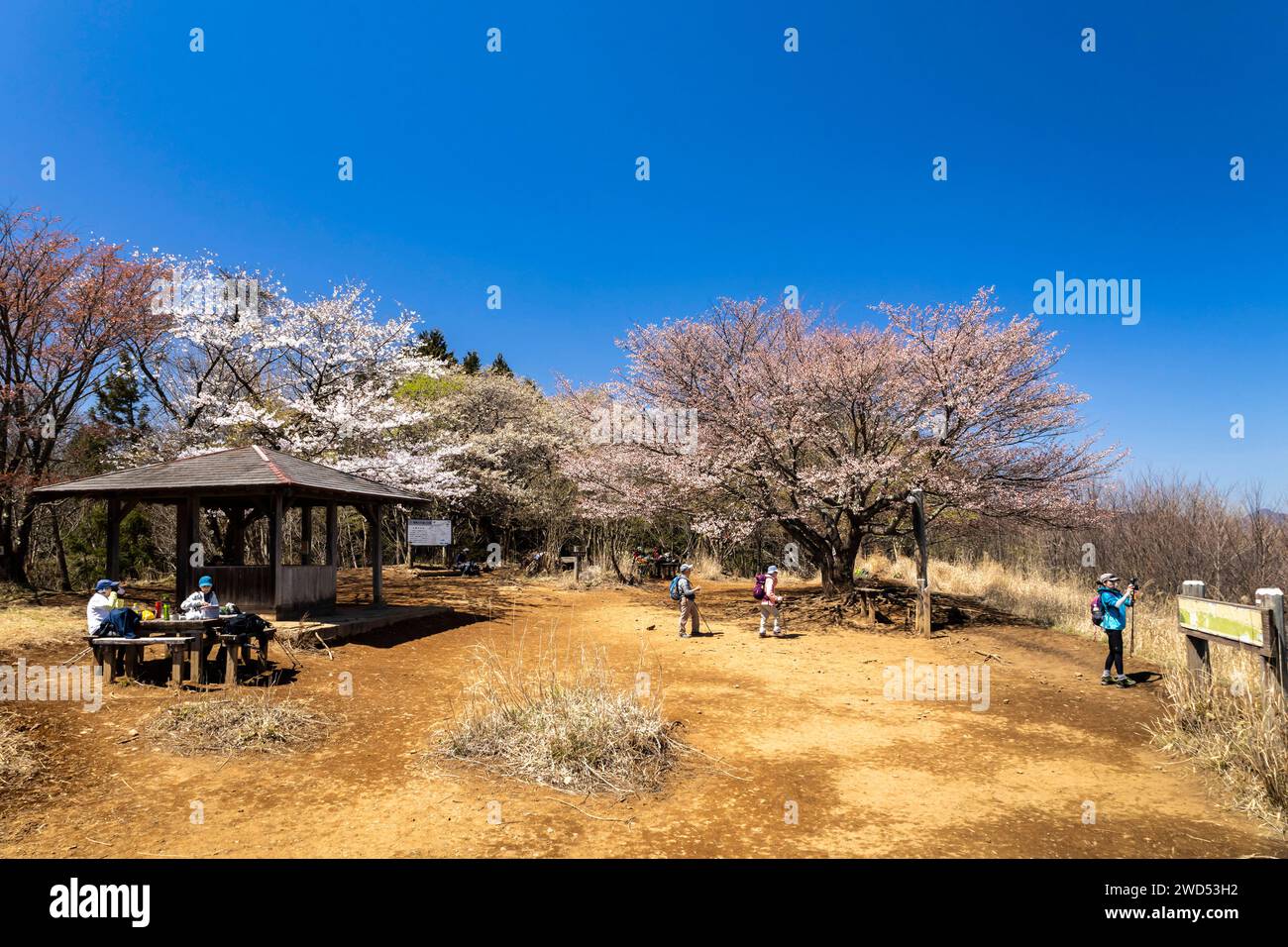 Cherry blossom, Sakura, mountaintop of Mt. Bounoore, Okutama mountains, Hannou, Saitama, Okutama, Tokyo, Japan, East Asia, Asia Stock Photo