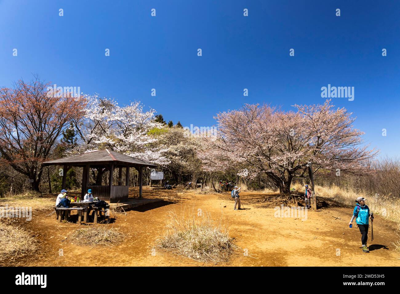 Cherry blossom, Sakura, mountaintop of Mt. Bounoore, Okutama mountains, Hannou, Saitama, Okutama, Tokyo, Japan, East Asia, Asia Stock Photo