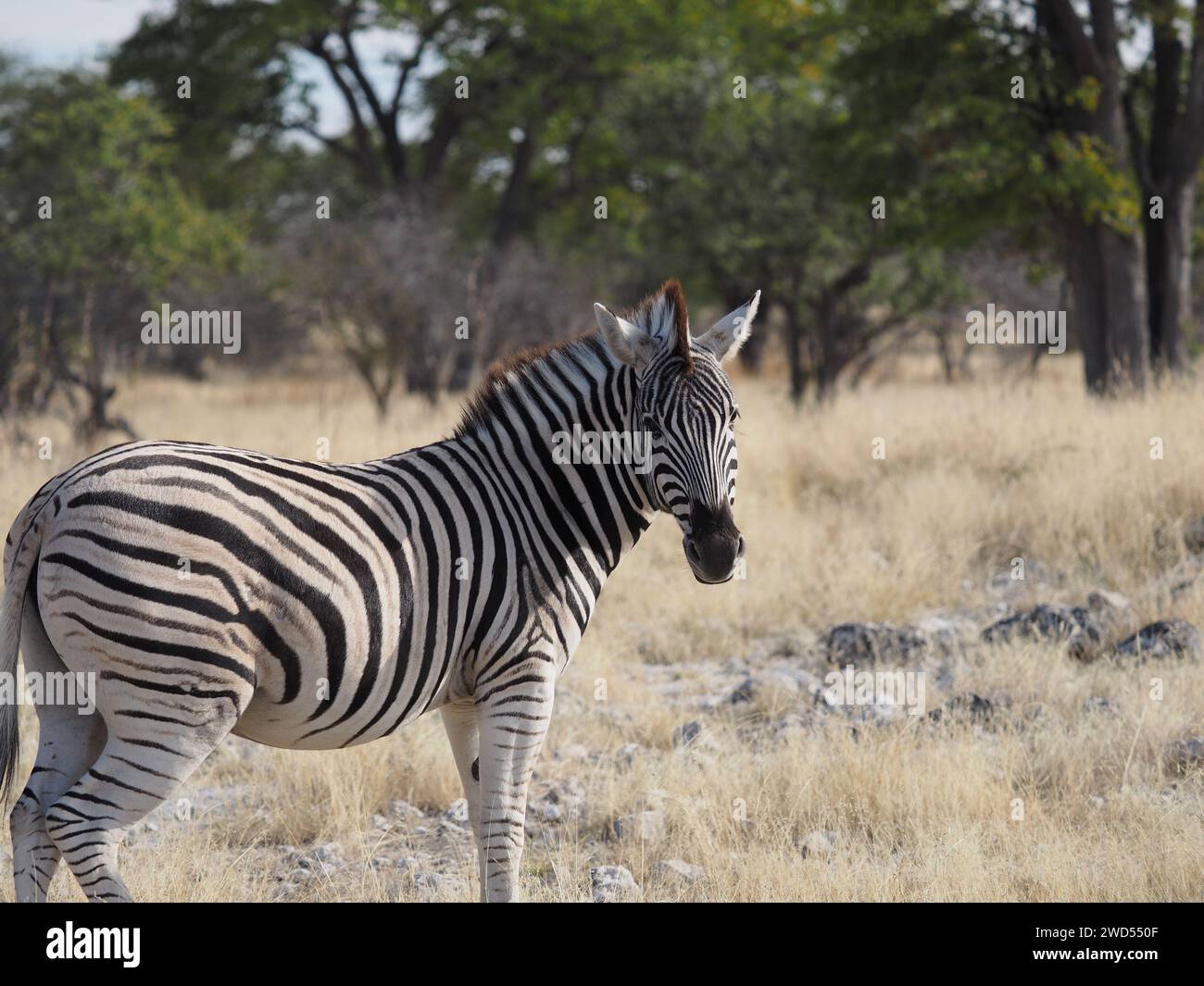 Wildlife zebra journey hi-res stock photography and images - Alamy