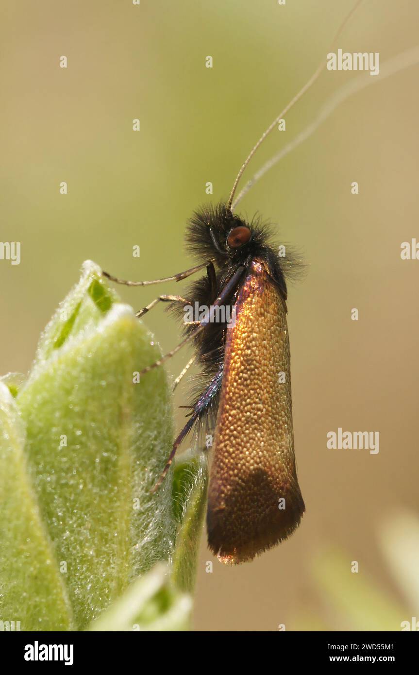 Natural closeup on a European metallic colored micro moth, Adela cuprella , on Willow, Salix leaf, it's host plant Stock Photo