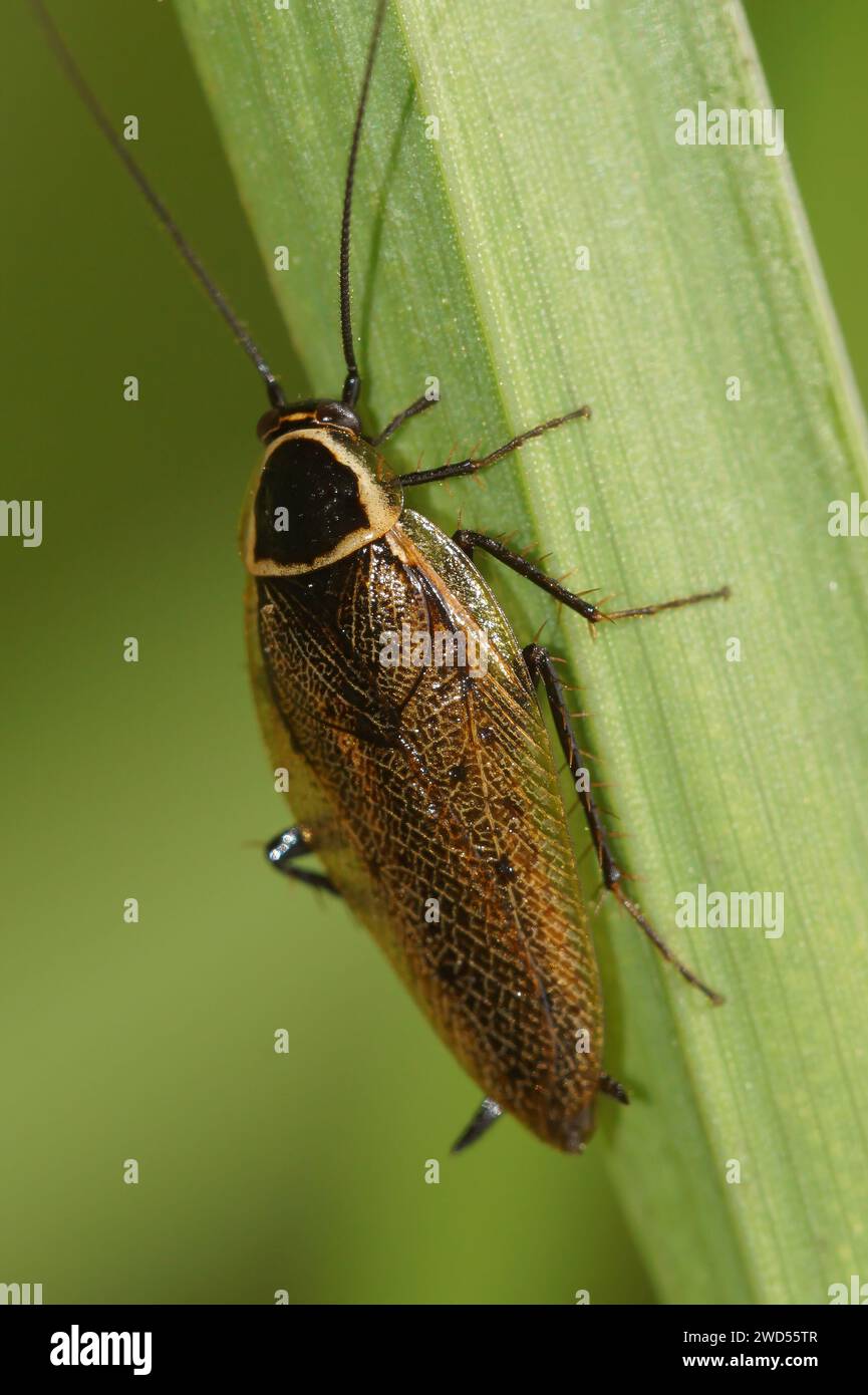 Natural vertical closeup on a forest or lesser cockroach, Ectobius sylvestris sitting on a green leaf Stock Photo