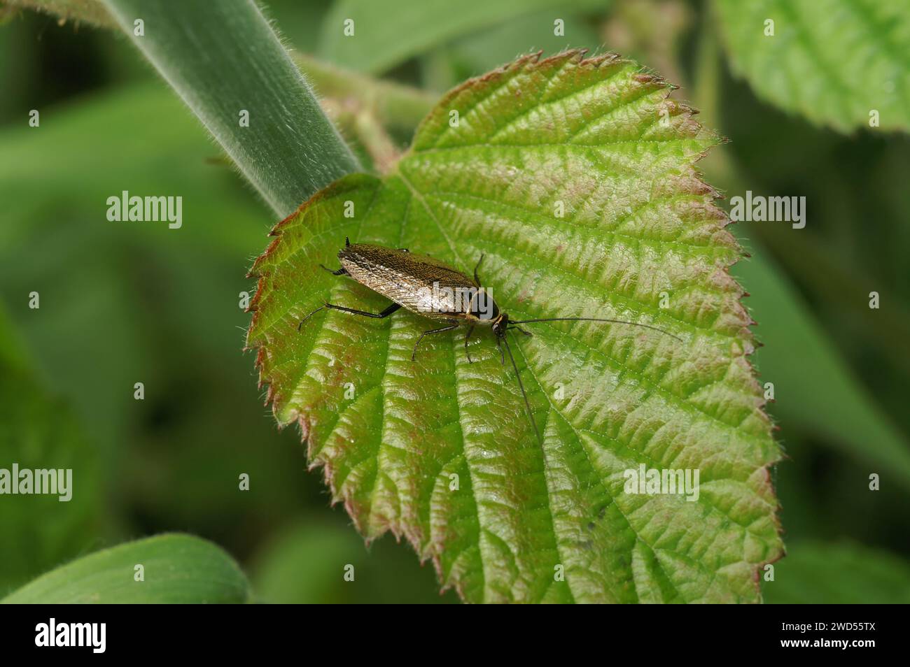 Natural closeup on a forest or lesser cockroach, Ectobius sylvestris sitting on a green leaf Stock Photo