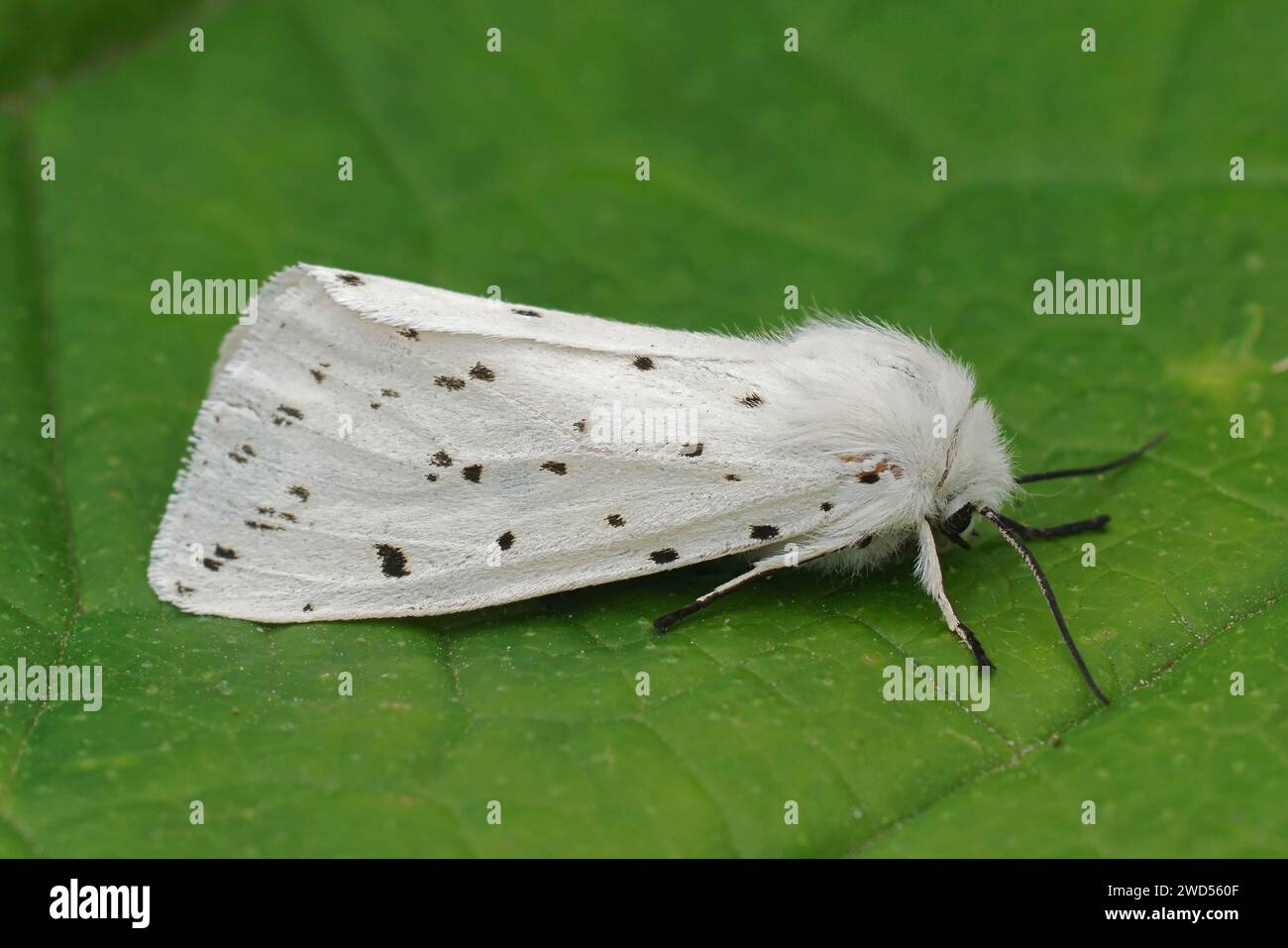 Natural closeup on a white ermine moth, Spilosoma lubricipeda sitting on a green leaf in the garden Stock Photo