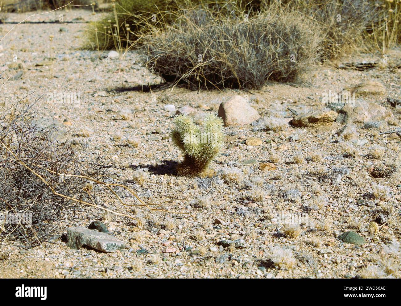 Cholla Cactus in Mohave County, Arizona Stock Photo