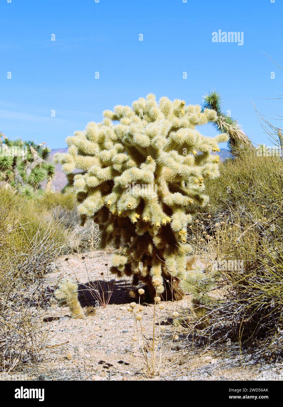 Cholla Cactus in Mohave County, Arizona Stock Photo