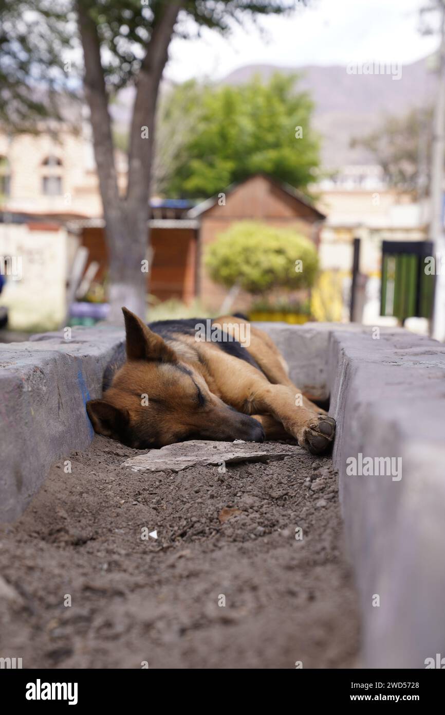 Sleeping dog in a warmy day. Stock Photo