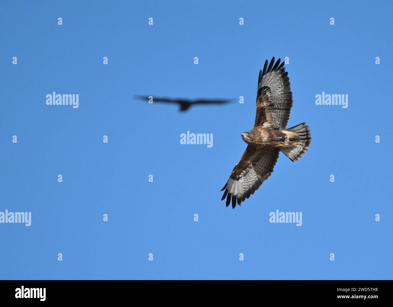 Common Buzzard - Buteo buteo Stock Photo
