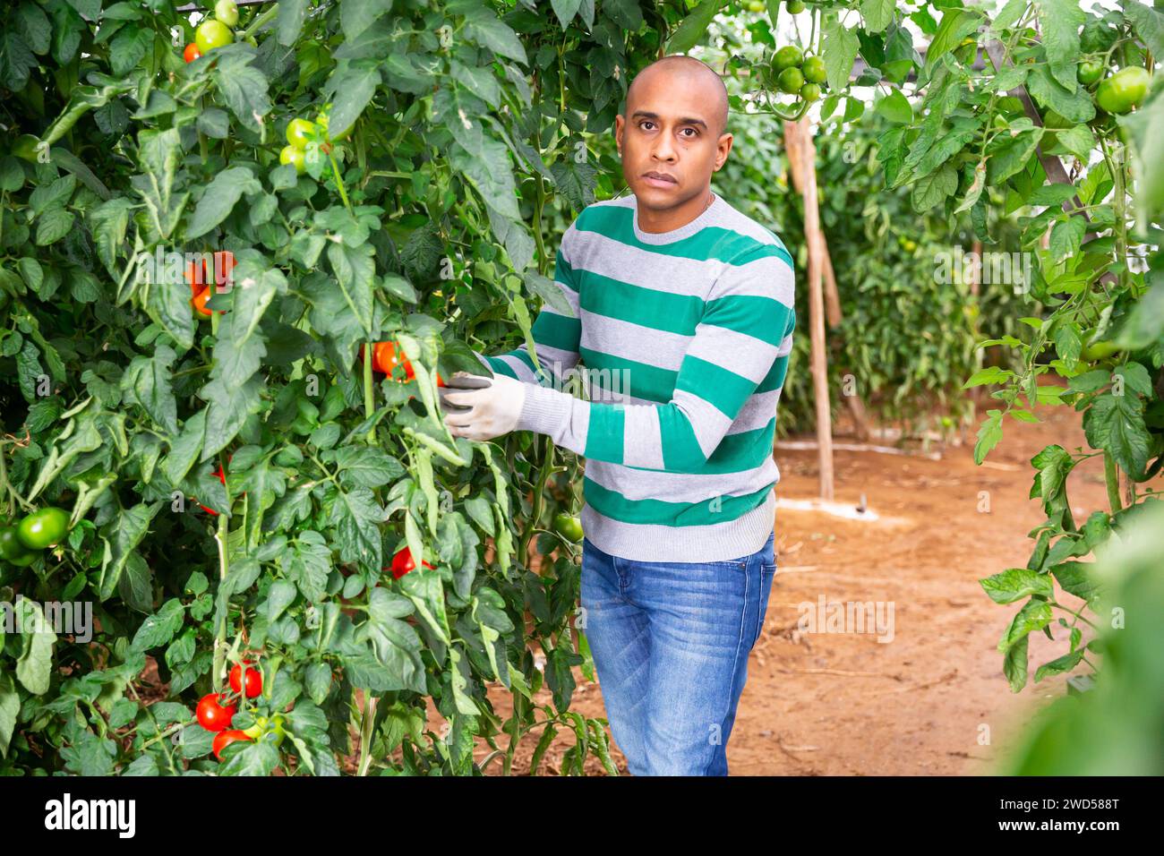 Successful farmer hand harvesting crop of ripe tomatoes in greenhouse ...