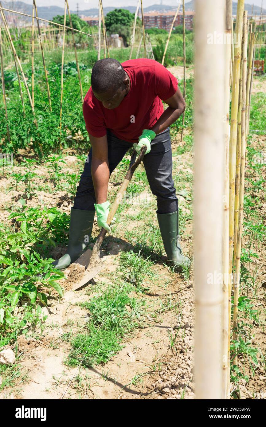 African american male gardener looking hi-res stock photography and ...