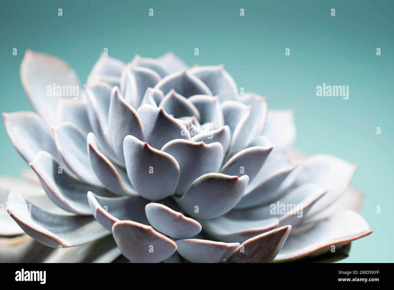 Purple echeveria succulent under bright light Stock Photo Alamy