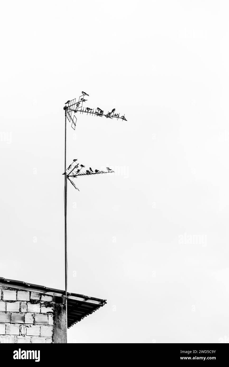 Swallow birds sitting on a TV antenna. Wild animals. Stock Photo