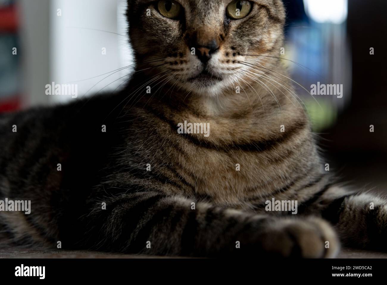 A dark brown cat, sitting, looking seriously at the camera. Wild animal ...