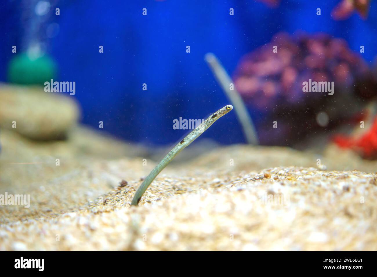 Spotted garden eels as they gracefully inhabit the sea floor underwater ballet showcases the charm of marine life Stock Photo