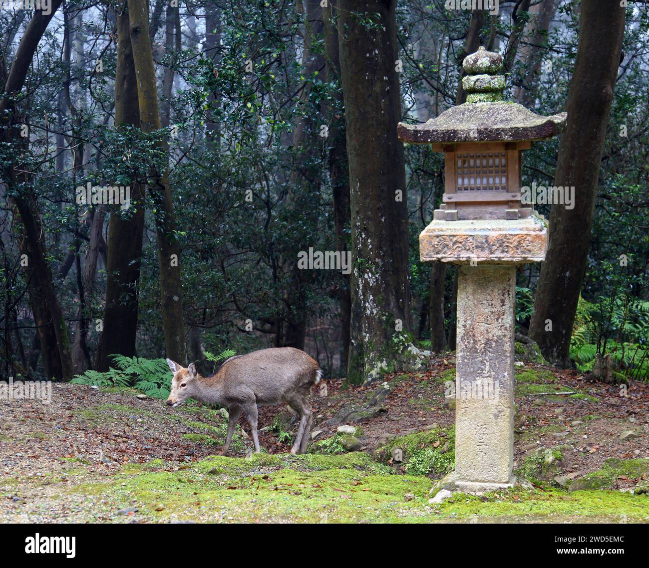 A deer bside stone lanterns at Kasuga Taisha or Kasuga Grand Shrine in Nara, Japan. Stock Photo