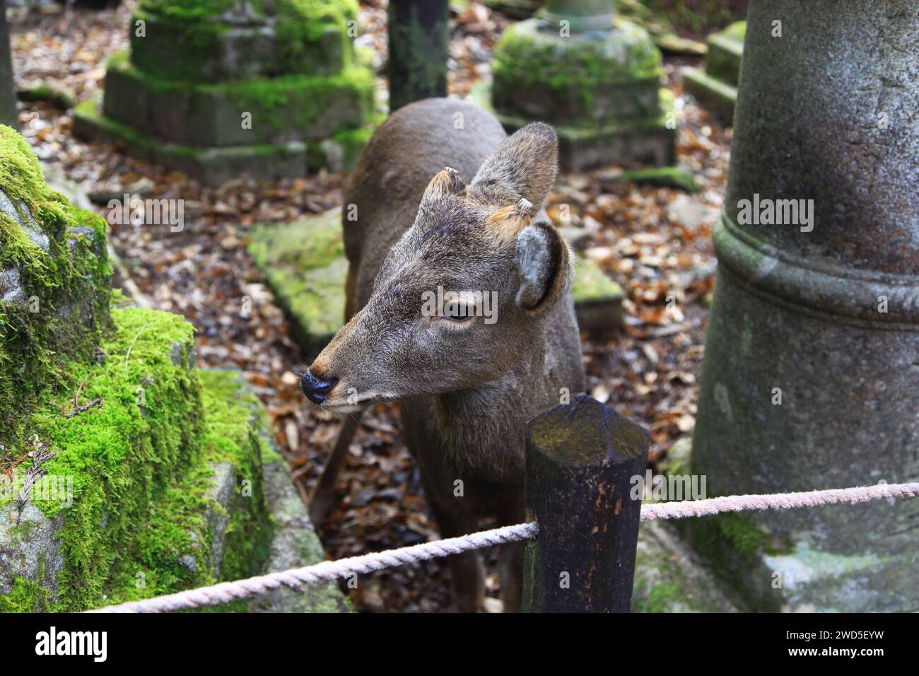 A deer bside stone lanterns at Kasuga Taisha or Kasuga Grand Shrine in Nara, Japan. Stock Photo