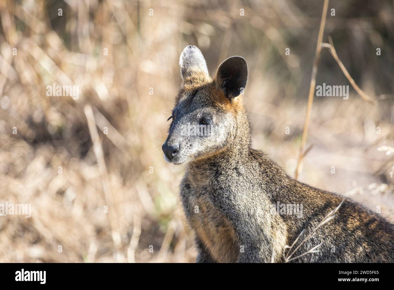 Swamp wallaby (Wallabia bicolor) in Phillip Island, Victoria, Australia. Stock Photo