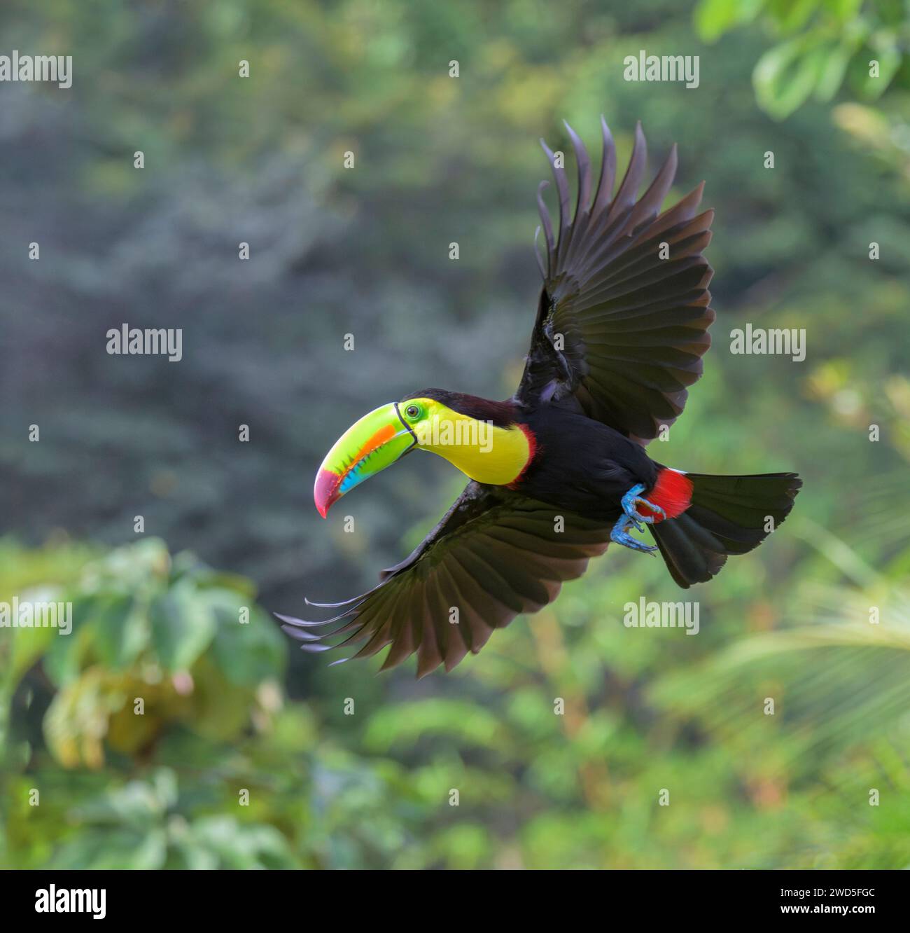 Keel-billed toucan (Ramphastos sulfuratus) flying, Laguna del Lagarto Eco Lodge, Boca Tapada, Alajuela, Costa Rica. Stock Photo