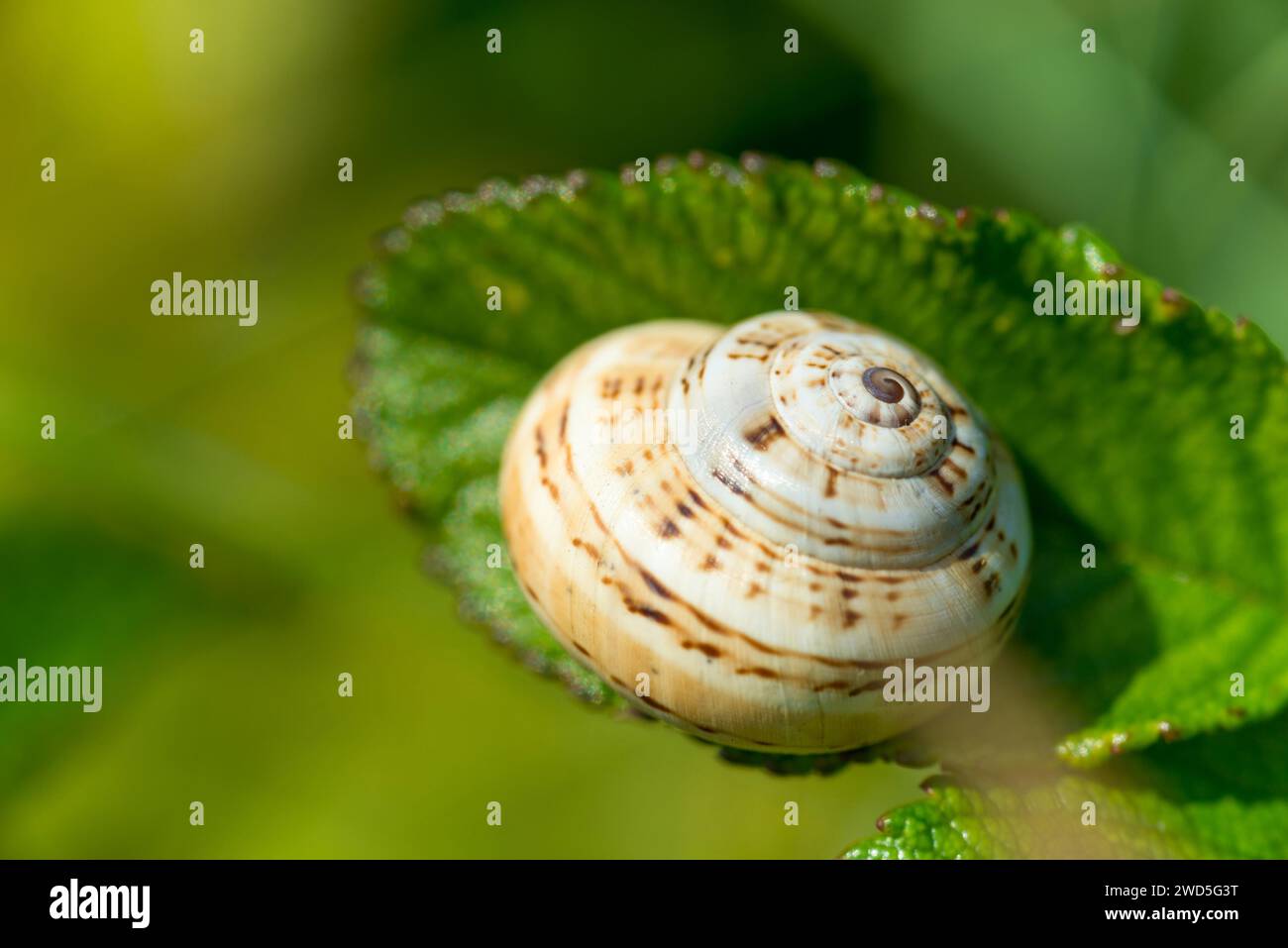 Mediterranean sand snail (Theba pisana), neozoon, snail shell on a green leaf, dune belt, Helgoland Island, Schleswig-Holstein, Germany Stock Photo