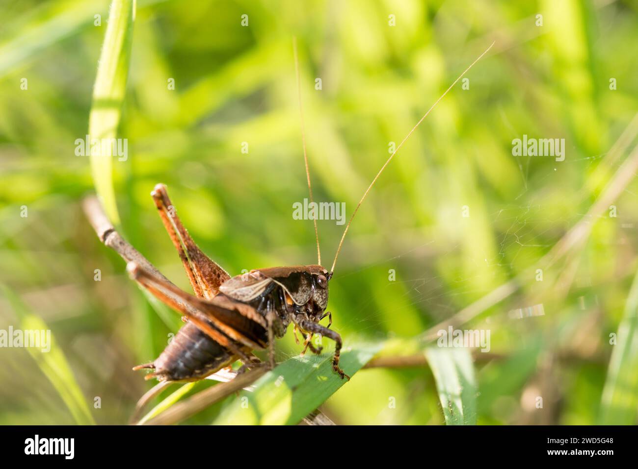 Dark bush-cricket (Pholidoptera griseoaptera) or common shrub grasshopper, long-fingered grasshopper, brown male sitting in the tall grass of a Stock Photo