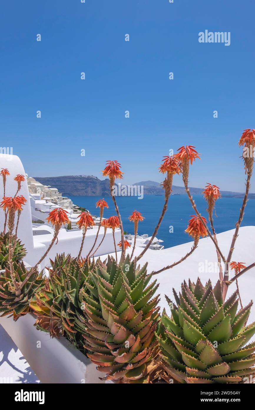 Aloe succotrina hi-res stock photography and images - Alamy