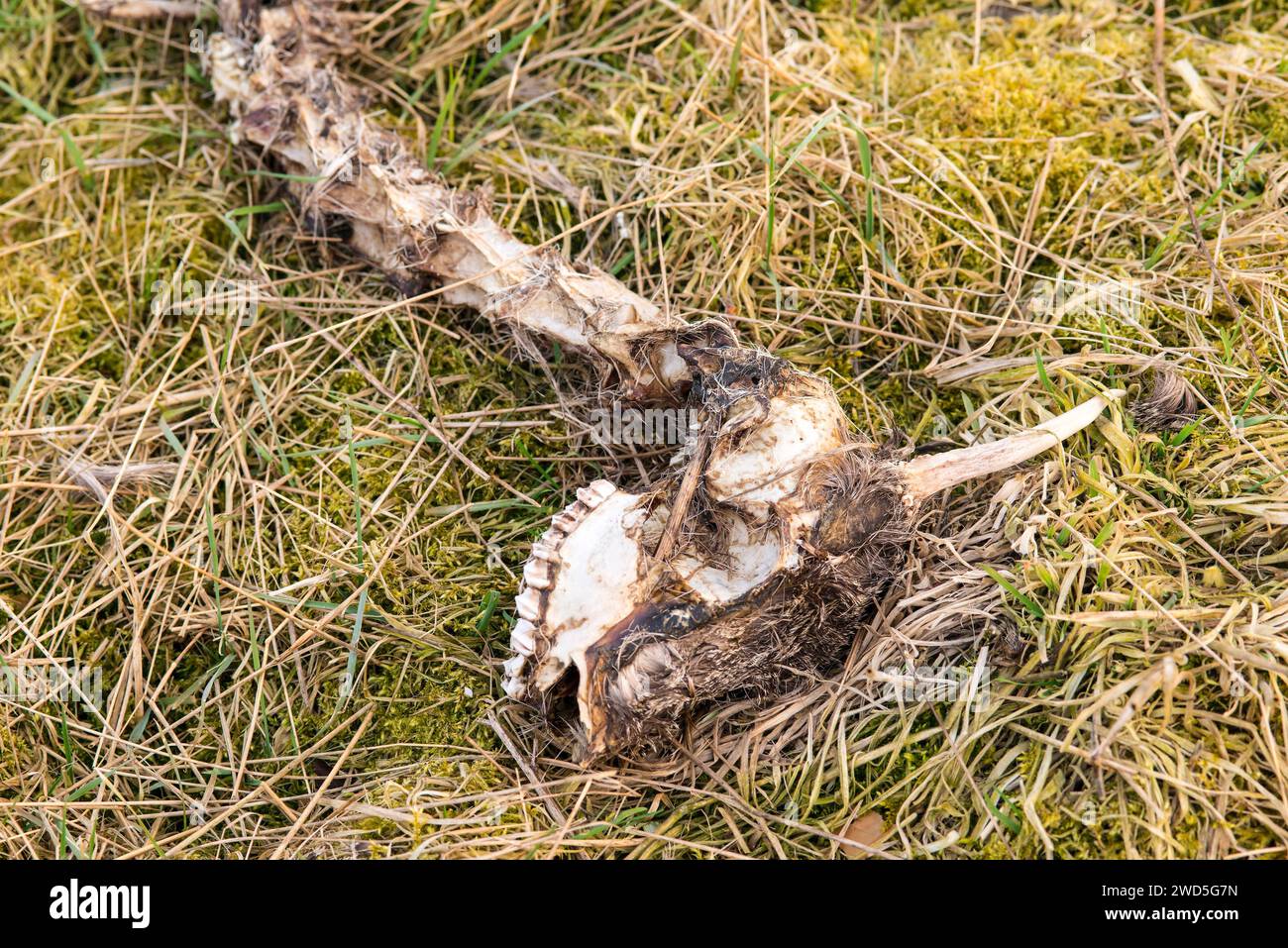 Remains, bones, skeletonised head and neck of a dead european roe deer (Capreolus capreolus) with remnants of fur lying in a meadow with dry grass Stock Photo
