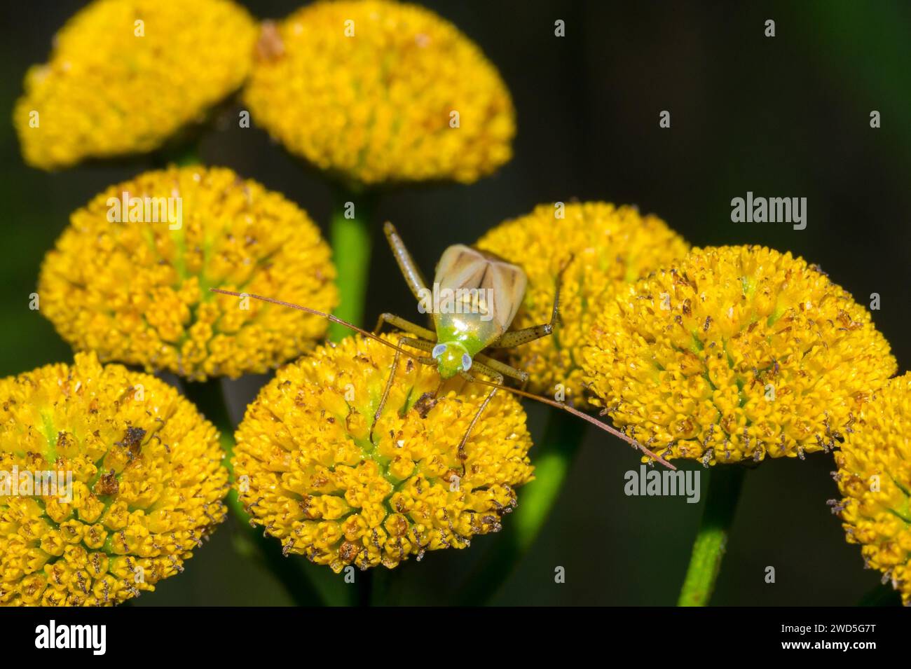 Alfalfa plant bug (Adelphocoris lineolatus), female, on yellow flowers of tansy (Tanacetum vulgare L.) (syn.: Chrysanthemum vulgare) or wormwood Stock Photo