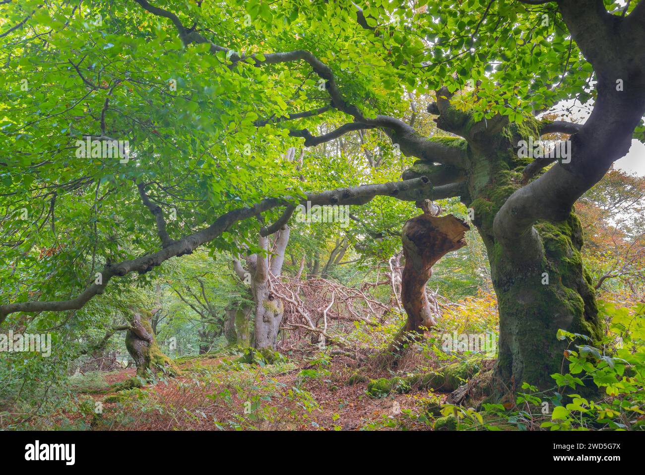 Moss on copper beech hi-res stock photography and images - Alamy