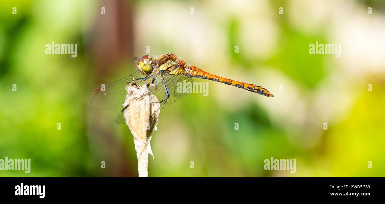Common darter (Sympetrum striolatum), sunbathing on a dry plant stem, wings spread, blurred green background, close-up, macro photo, Lower Saxony Stock Photo
