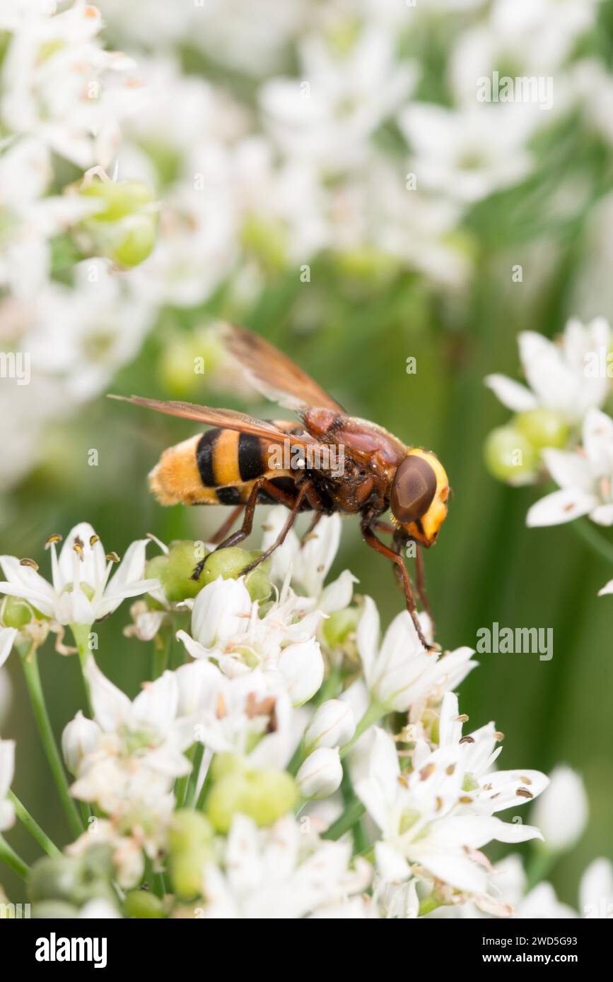 Hornet hoverfly (Volucella zonaria) or large forest hoverfly or giant bumblebee hoverfly sits on white flowers of flowering garlic chives (Allium Stock Photo