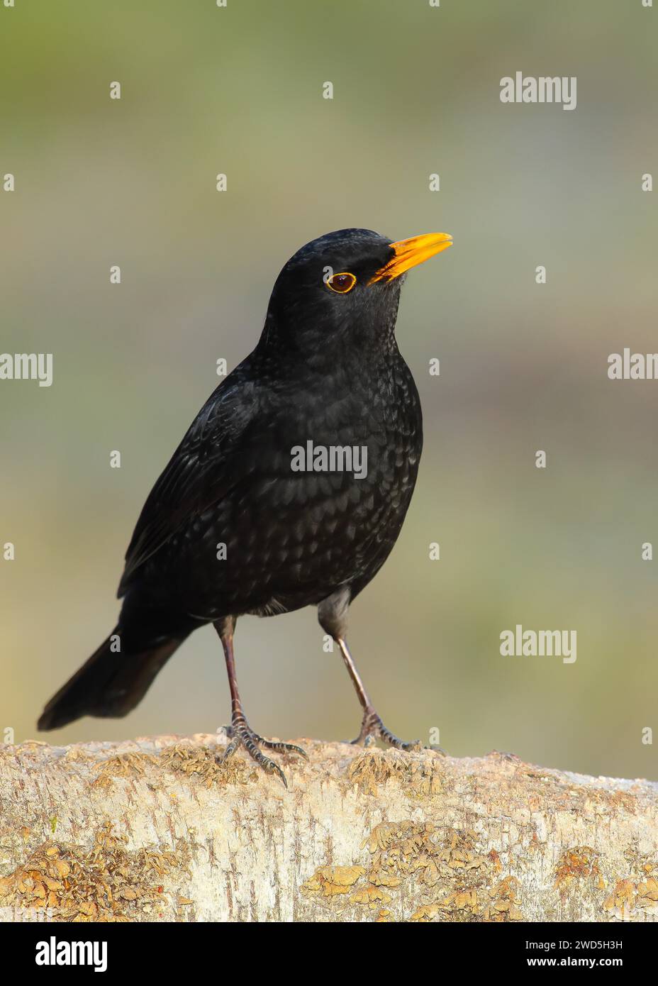 blackbird-turdus-merula-male-sitting-on-a-birch-trunk-animals