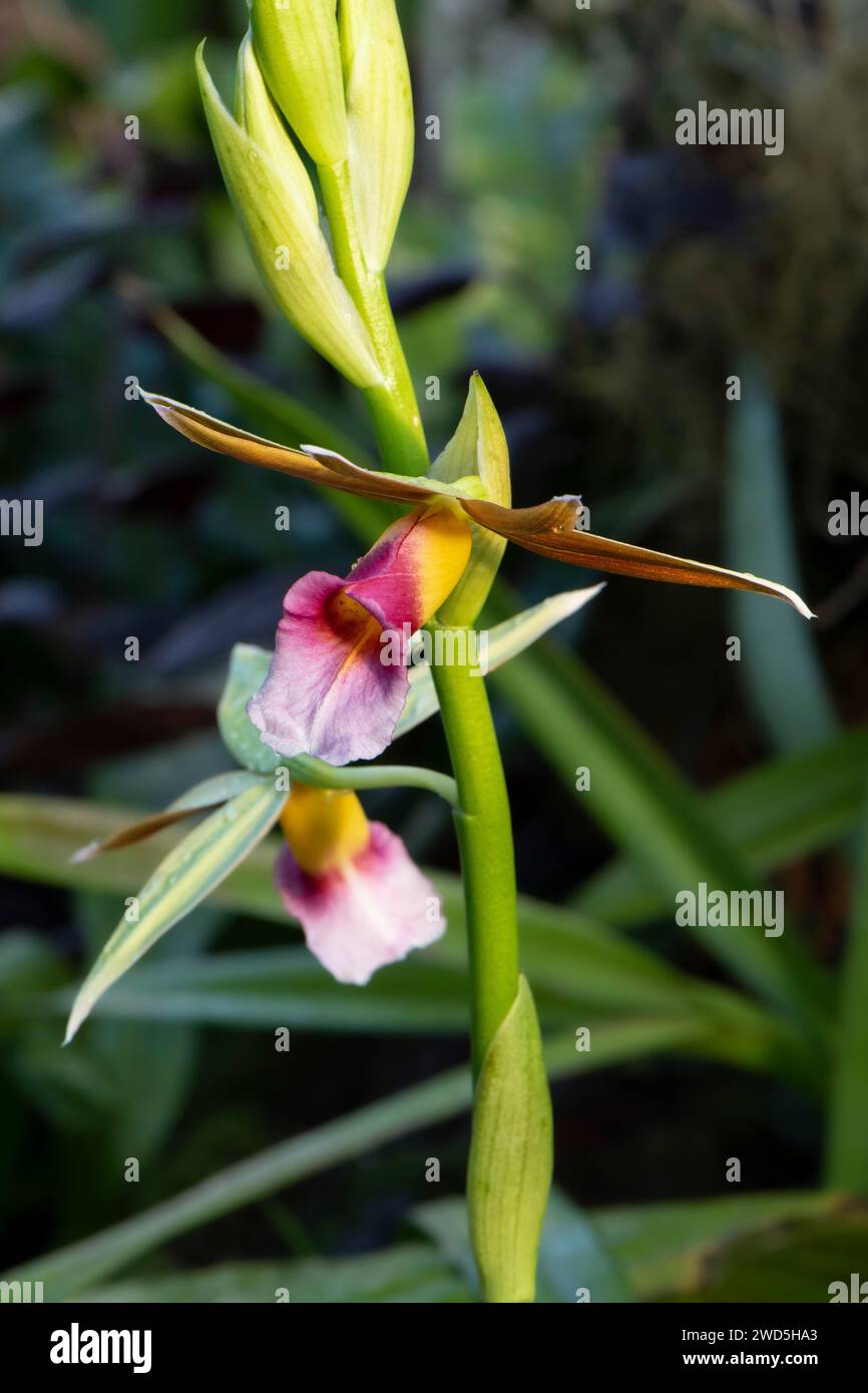 (Phaius tankervilleae) greater marsh orchid, marsh lily, marsh orchid, bonnet orchid, barnacle orchid, veil orchid, Lady Tankerville's marsh orchid Stock Photo