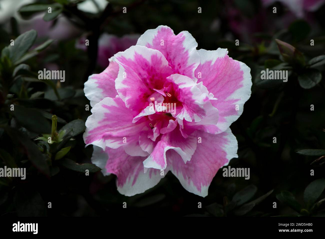 (Rhododendron simsii) Indian azalea Stock Photo Alamy