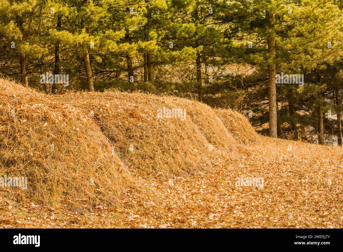Row of five burial mounds in a wooded area with evergreen trees in
