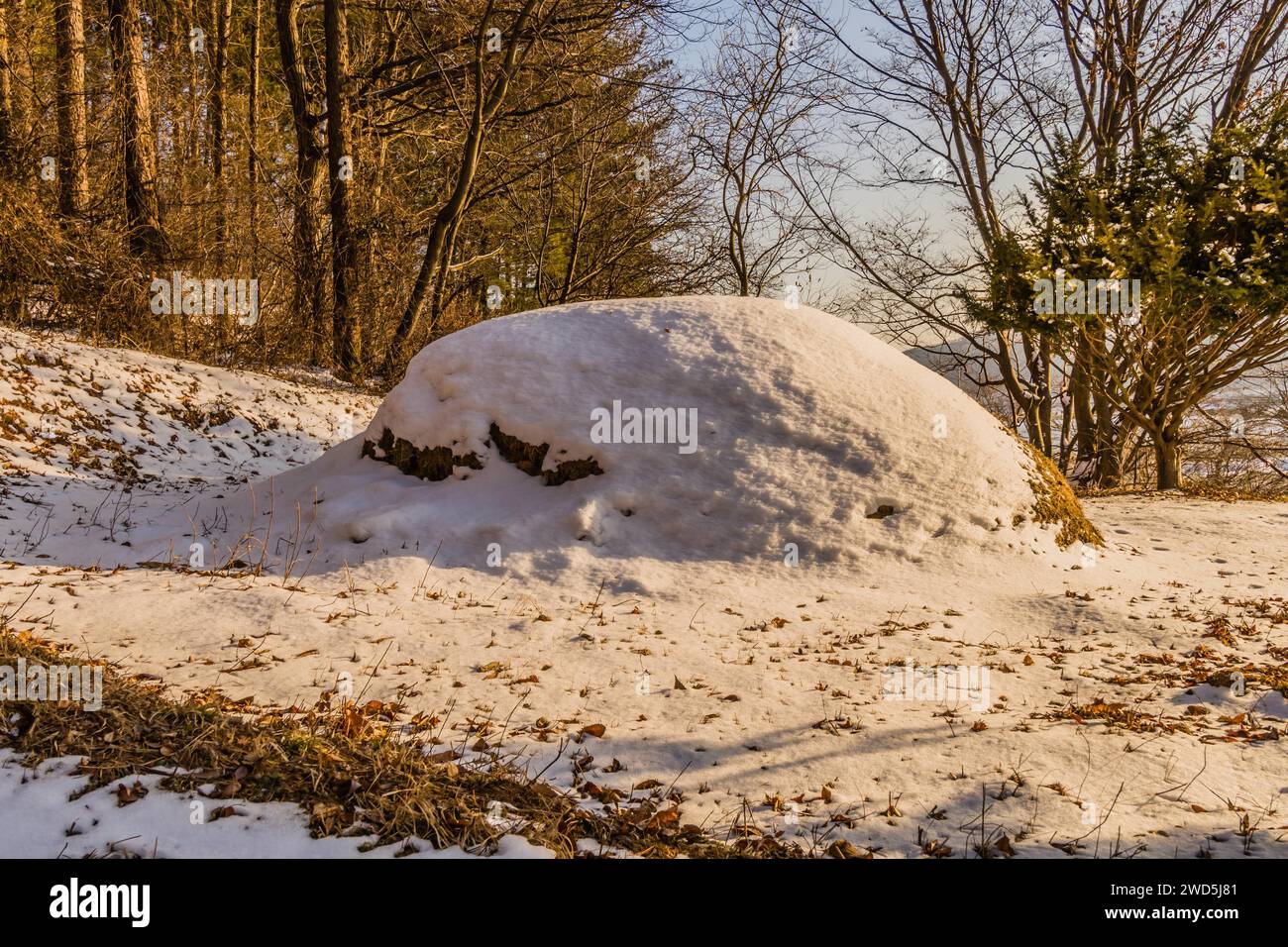Winter landscape of unmarked burial mound covered with snow in woodland