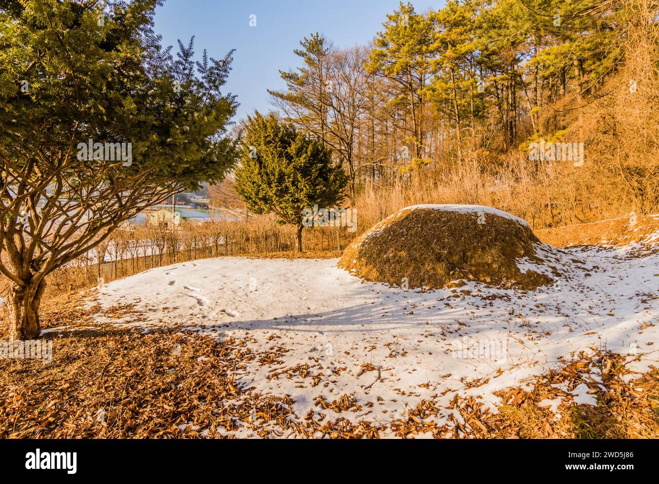 Winter landscape of unmarked burial mound in woodland area behind two