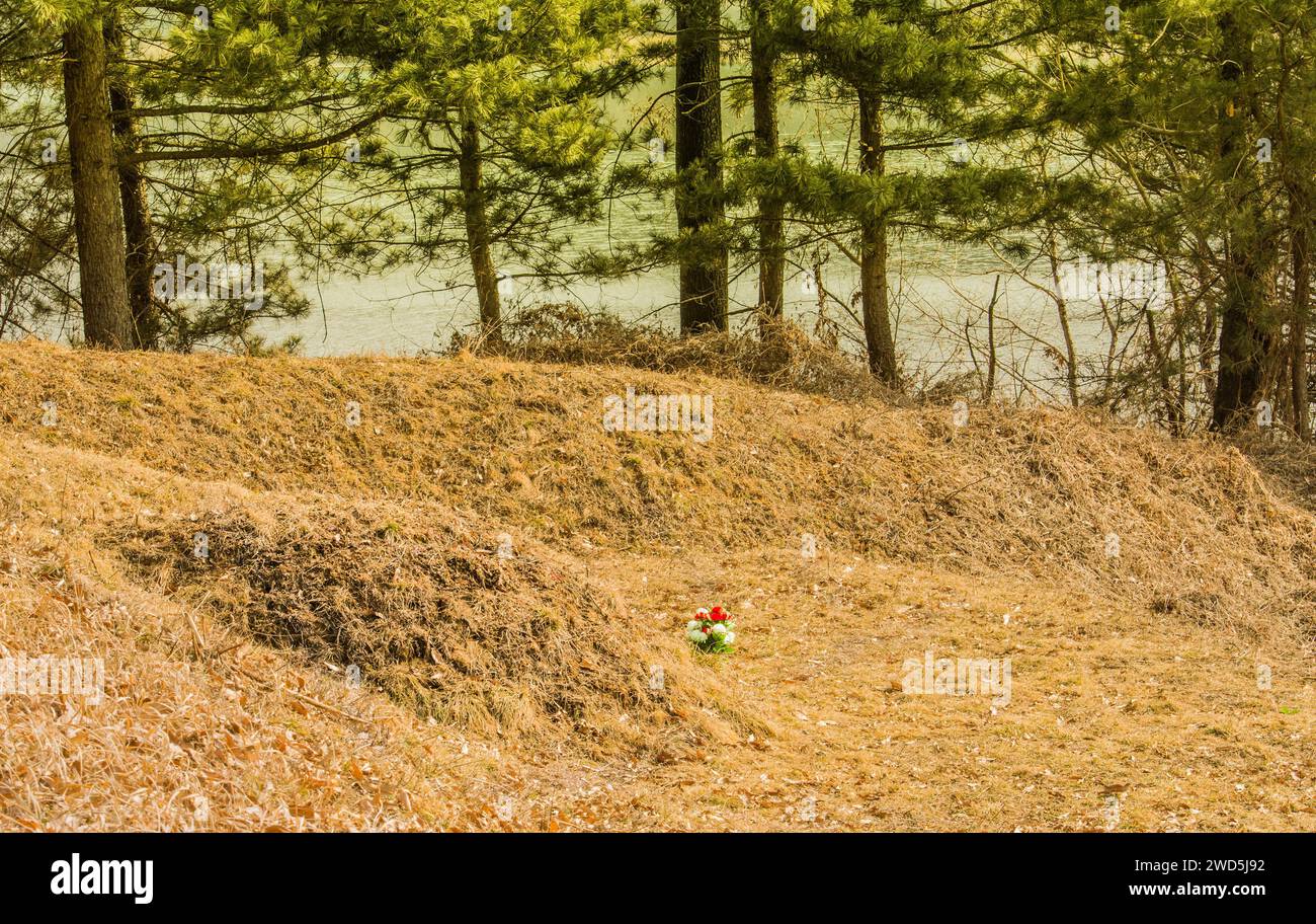 Row of burial mounds in a wooded area with evergreen trees in